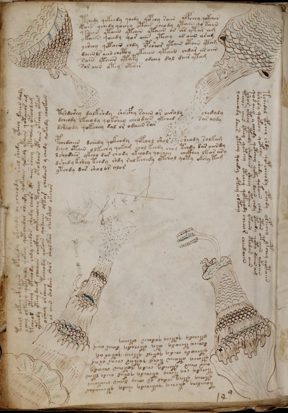 http://www.alchemywebsite.com/images/Voynich_f86r.jpg