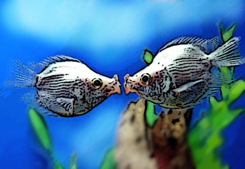 kissing fish.jpg